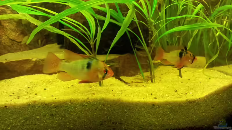 Schmetterlingsbundbarsch Päärchen von Hans Lonzeck (30)