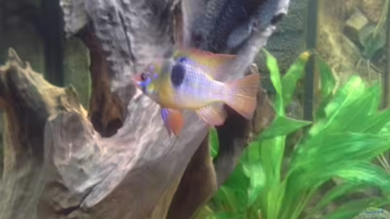 Schmetterlingsbundbarsch Wildfang von Kunibert Schäfer (26)