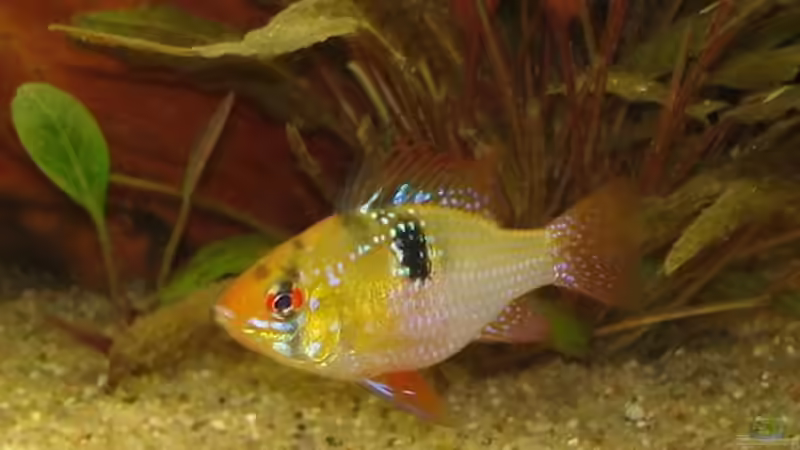 Schmetterlingsbuntbarsch - weiblich von *Thorsten* (26)