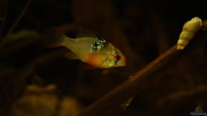 Schmetterlingsbuntbarsch, hier das Weibchen von Julien Preuß (6)