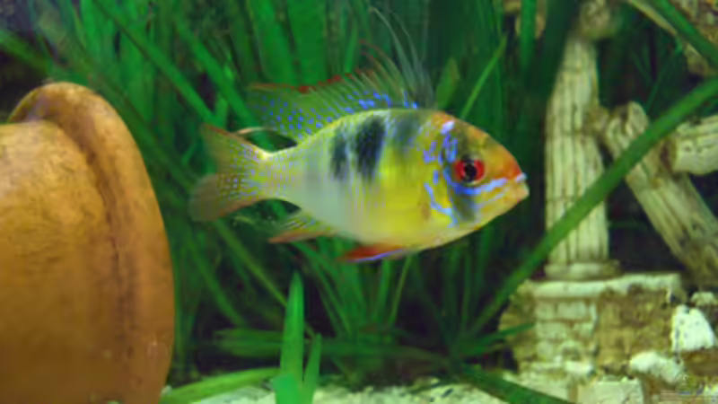 Schmetterlingsbuntbarsch, Männchen von Northernstar (2)