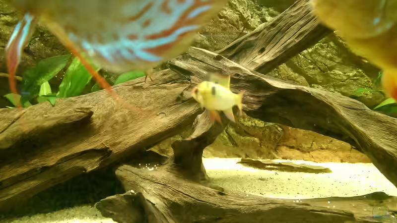 Schmetterlingsbuntbarsch auf der Flucht von Ottche (59)