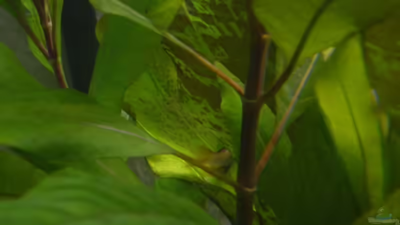 Schmetterlingsbuntbarsch beim Laichen von Fabian (10)