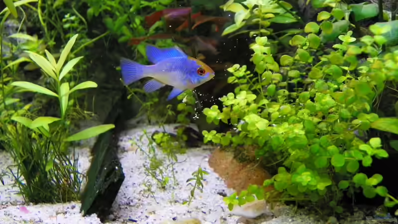 Schmetterlingsbuntbarsch ???Electric Blue???  von Elgnomy (14)