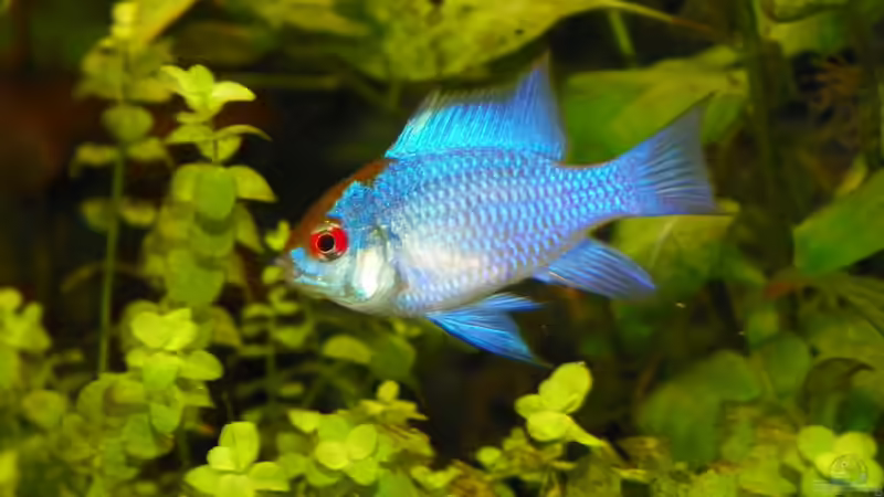 Schmetterlingsbuntbarsch ???Electric Blue???  von Elgnomy (9)