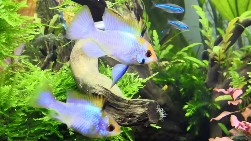 Schmetterlingsbuntbarsch Elektrik Blue  von Richard Haberkorn (9)