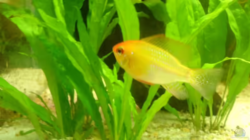 Schmetterlingsbuntbarsch (gold) m von Roland Höck (15)