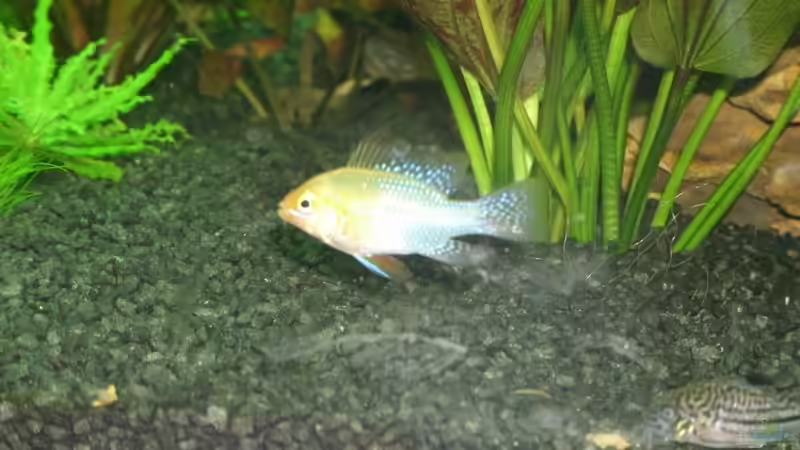 Schmetterlingsbuntbarsch (gold) von Nils Blümle (13)