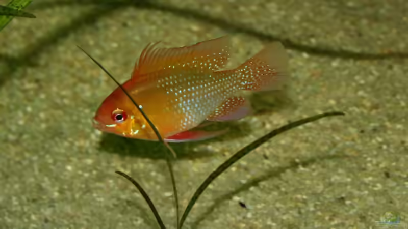 Schmetterlingsbuntbarsch Gold von Schlegi (10)