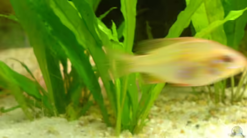 Schmetterlingsbuntbarsch (gold) w von Roland Höck (16)