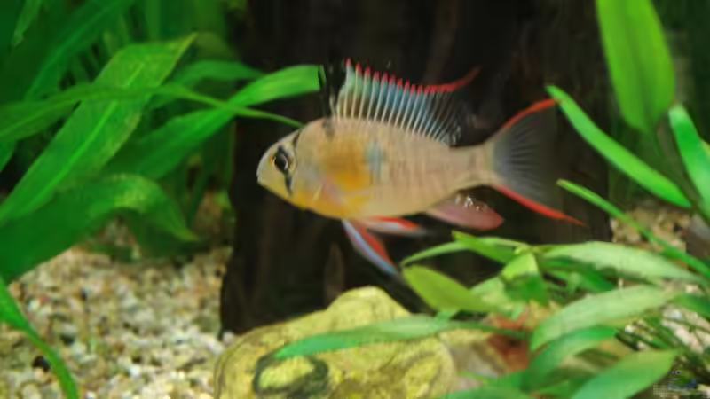 Schmetterlingsbuntbarsch (m) von Chris 81 (16)