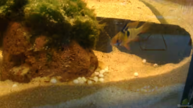 Schmetterlingsbuntbarsch M von Jürgen Müller (13)