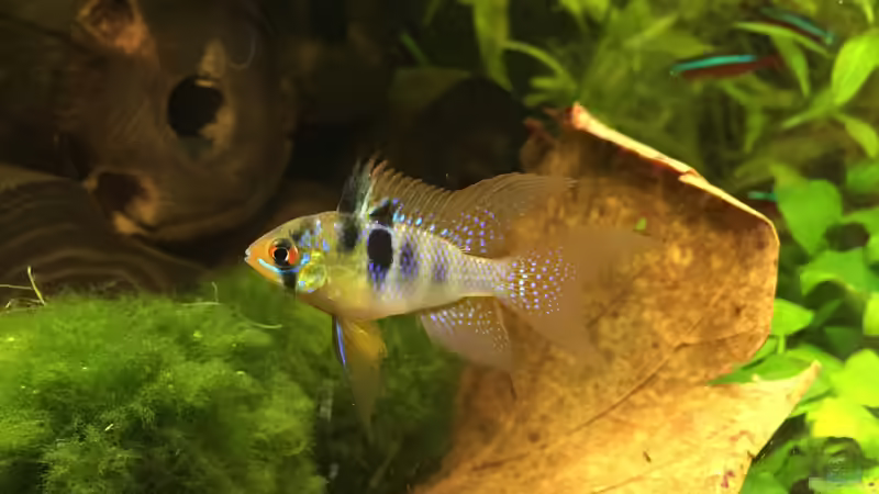 Schmetterlingsbuntbarsch (m) von Yasmine (30)