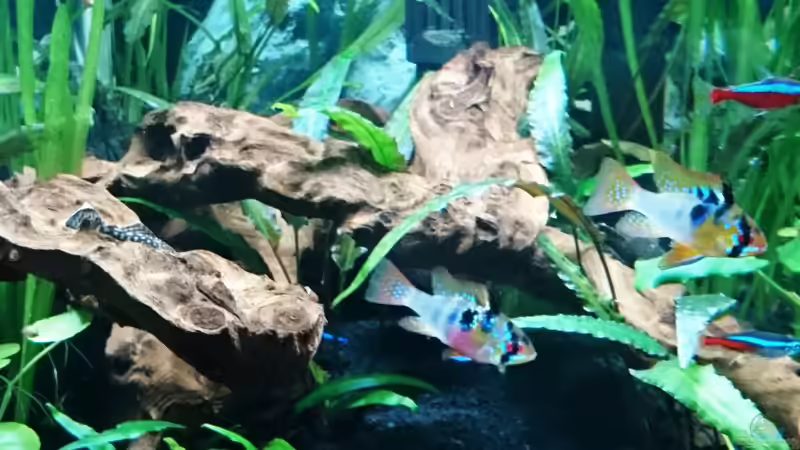 Schmetterlingsbuntbarsch M/W von Helene (27)