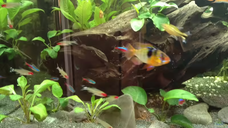 Schmetterlingsbuntbarsch Männchen  von Quasi (8)