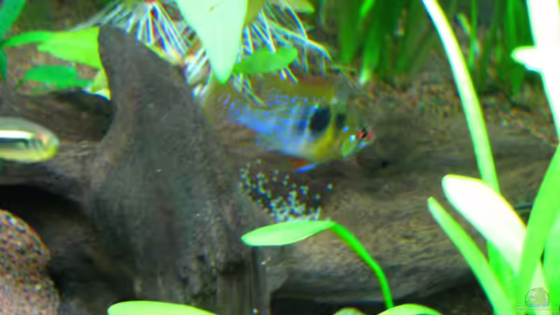 Schmetterlingsbuntbarsch Männchen bewacht Gelege! von matze81 (24)