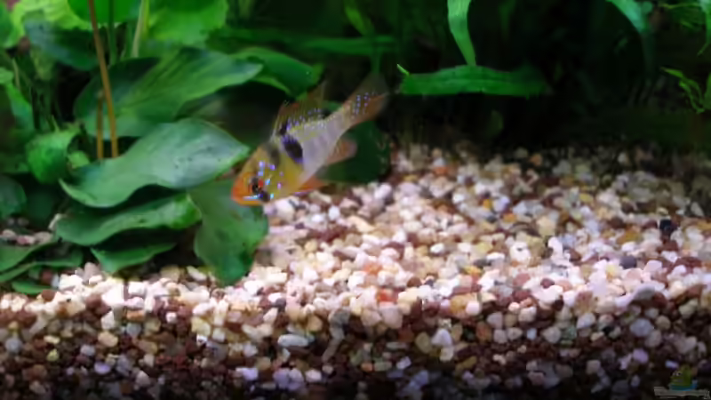 Schmetterlingsbuntbarsch Männchen von Felix Bier (8)