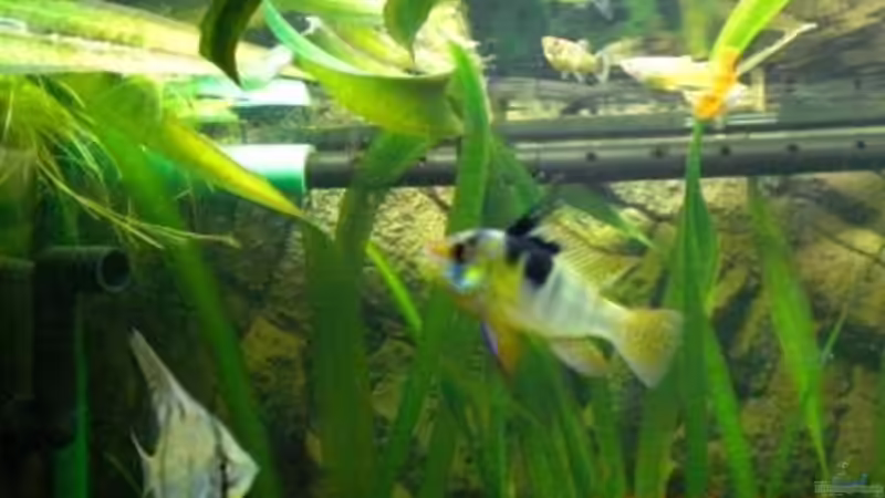 Schmetterlingsbuntbarsch männchen von Holzi (14)