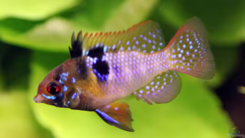 Schmetterlingsbuntbarsch Männchen von Maria Glas (16)