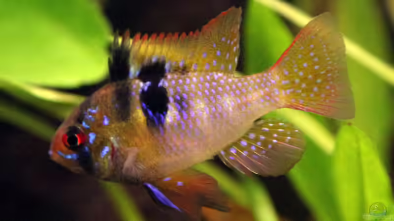 Schmetterlingsbuntbarsch Männchen von Maria Glas (17)