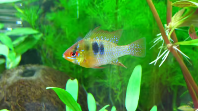 Schmetterlingsbuntbarsch Männchen von matze81 (32)