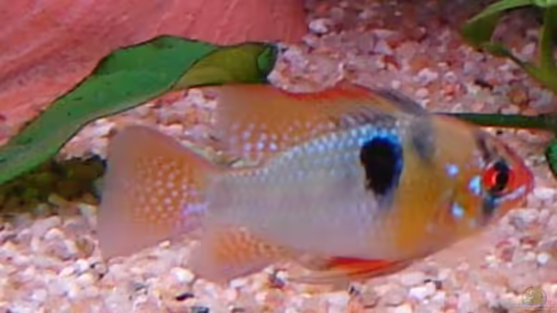 Schmetterlingsbuntbarsch Männchen von Monika und Roman J. (15)