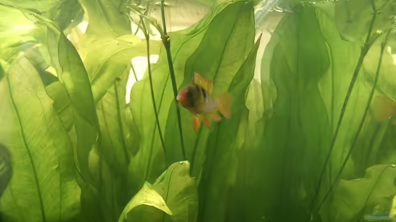 Schmetterlingsbuntbarsch Männchen vor Riesenamazonas von Christian Müller (8)