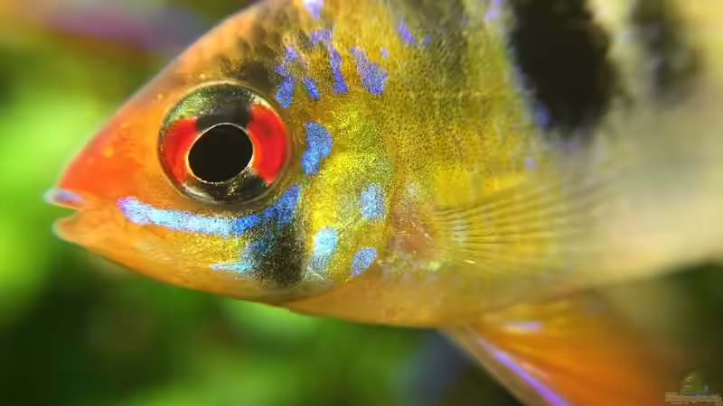 Schmetterlingsbuntbarsch Makro von Yasmine (28)