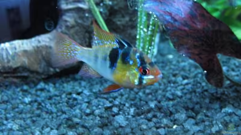 Schmetterlingsbuntbarsch (Microgeophagus ramirezi) von Andrea Wiegard (12)