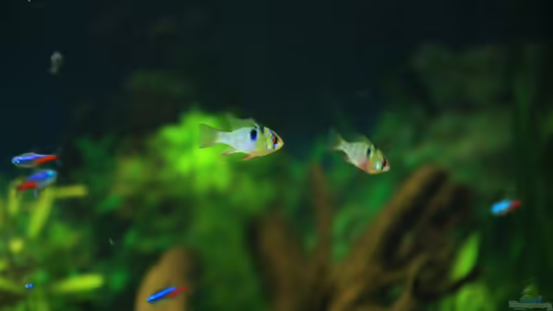 Schmetterlingsbuntbarsch Microgeophagus ramirezi von gooral28 (7)