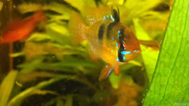 Schmetterlingsbuntbarsch (Mikrogeophagus ramirezi) von Paul B. (37)