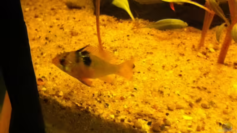 Mikrogeophagus ramirezi im Aquarium halten (Einrichtungsbeispiele für Südamerikanische Schmetterlingsbuntbarsche)