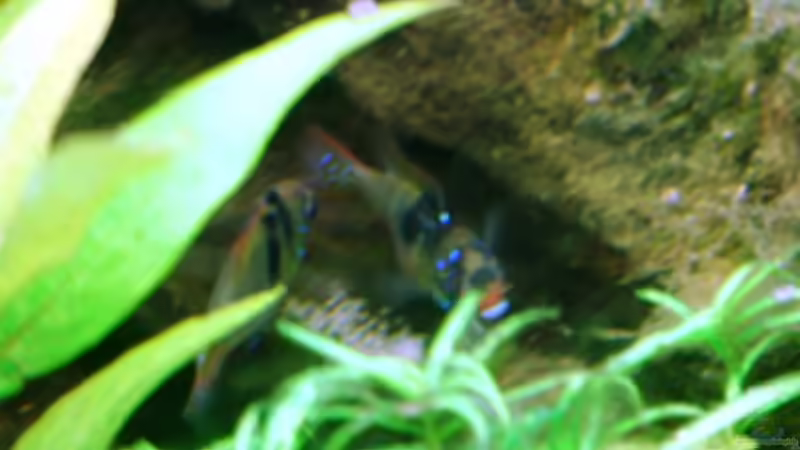 Schmetterlingsbuntbarsch mit Eiern von Mimia805 (12)