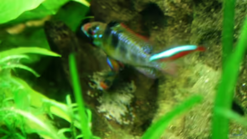 Schmetterlingsbuntbarsch mit Eiern von Mimia805 (13)