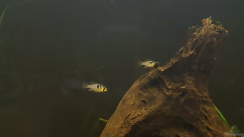 Schmetterlingsbuntbarsch-Paar von Johannes L. (45)