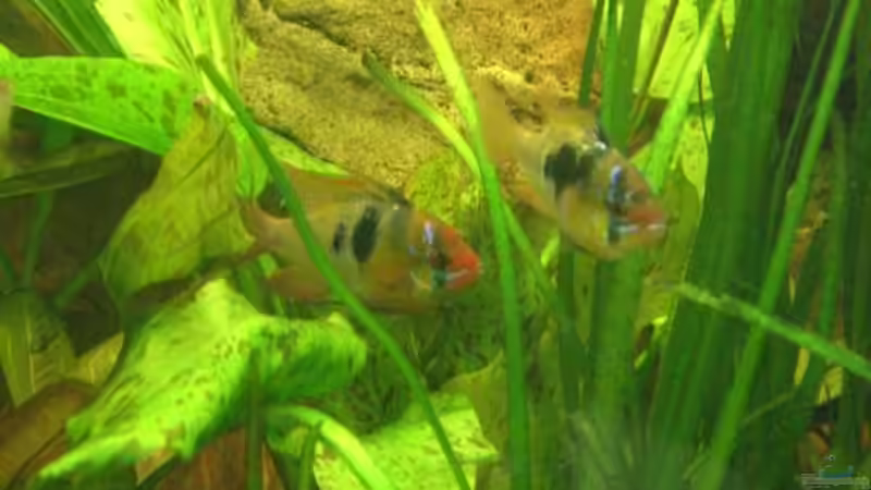 Schmetterlingsbuntbarsch-Paar von LockHeed (27)