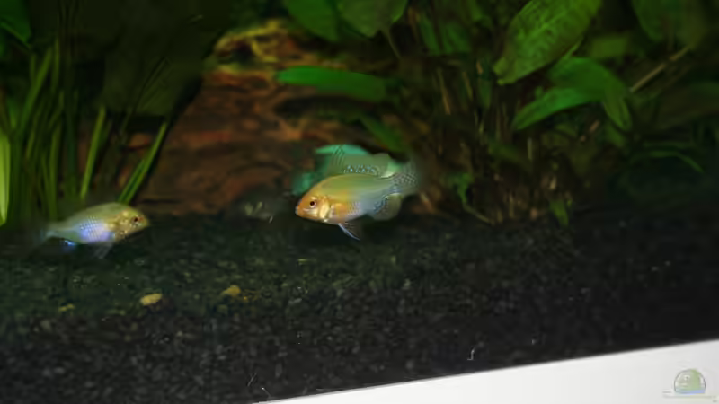 Schmetterlingsbuntbarsch paar von Nils Blümle (14)