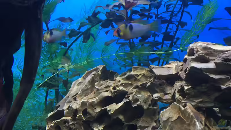 Schmetterlingsbuntbarsch Pärchen  von Patric Uhlmann (4)