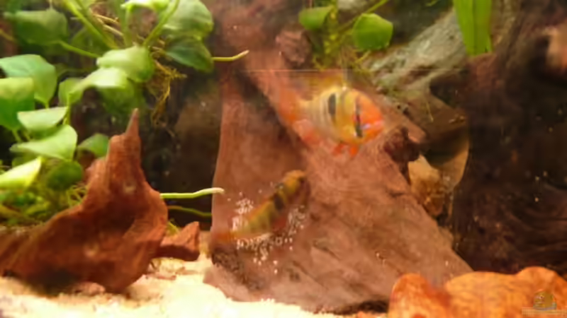 Schmetterlingsbuntbarsch-Pärchen beim Laichen von Andreas Fuchs (14)