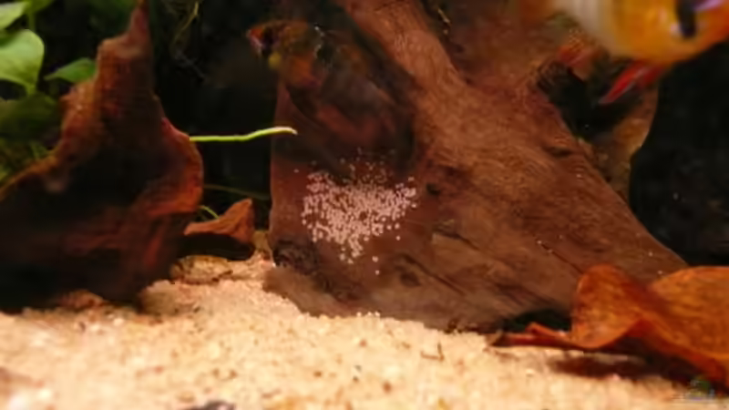 Schmetterlingsbuntbarsch-Pärchen beim Laichen von Andreas Fuchs (15)