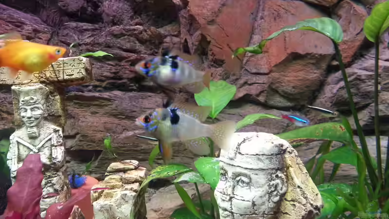 Schmetterlingsbuntbarsch Pärchen von Sascha Mayr (15)