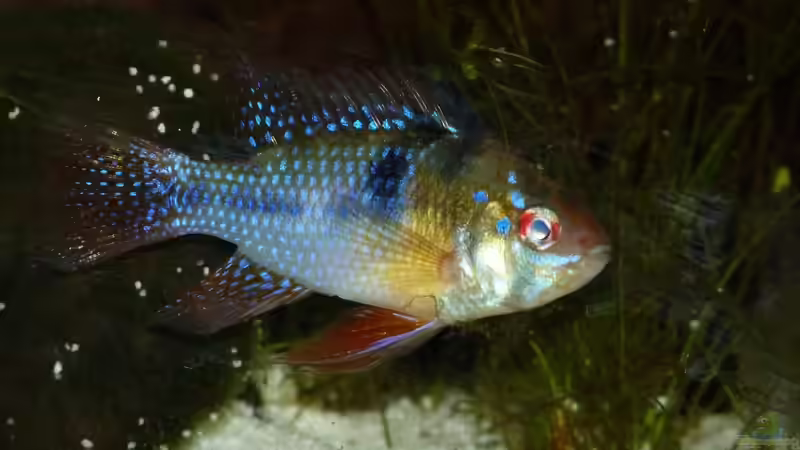 Schmetterlingsbuntbarsch Ramirezi von René L. (18)