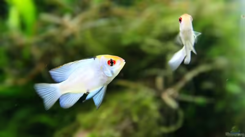 Schmetterlingsbuntbarsch var. blau von disco-d (32)