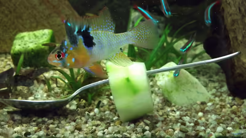 Schmetterlingsbuntbarsch von adina2503 (7)