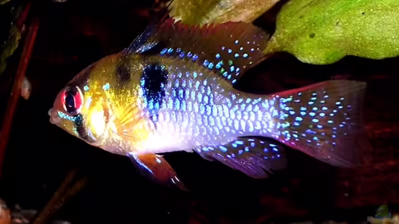 Schmetterlingsbuntbarsch von Adrian Dürst (8)