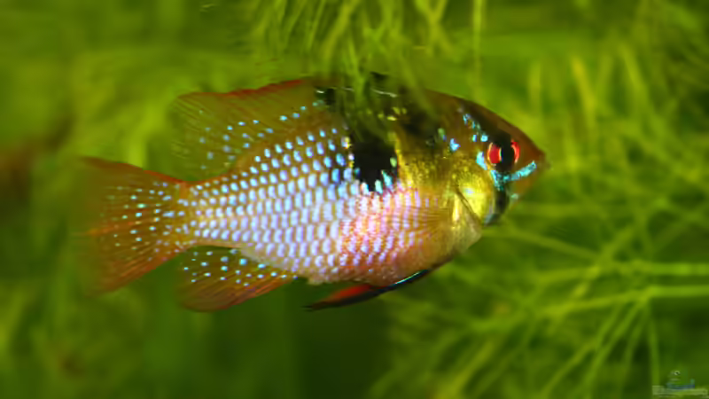 Schmetterlingsbuntbarsch von Alexander Grimmer (16)