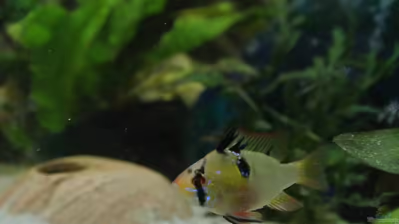 Schmetterlingsbuntbarsch von Alsi (89)