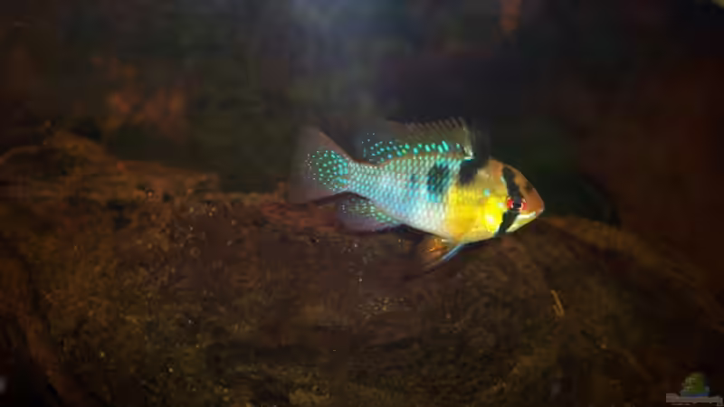 Schmetterlingsbuntbarsch von Anja Hermes (12)