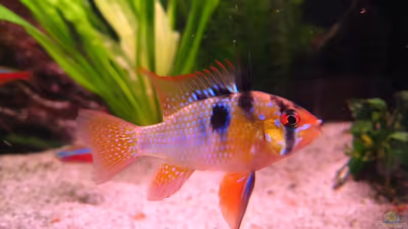 Schmetterlingsbuntbarsch von Dennis (5)