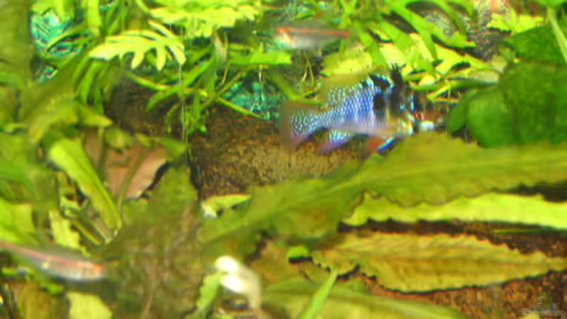 Schmetterlingsbuntbarsch von DerWolf (4)